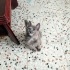 Hem uysal hem oyuncu güzel fotoğraf