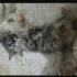 4 tane 2 aylık yavru kediler fotoğraf
