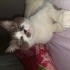 Çok Sakin çok güzel sevecen mavi gözlü mırıl mırıl mırlayan kedi fotoğraf
