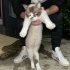 Çok Sakin çok güzel sevecen mavi gözlü mırıl mırıl mırlayan kedi fotoğraf