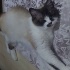 Çok Sakin çok güzel sevecen mavi gözlü mırıl mırıl mırlayan kedi fotoğraf