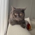 TEMAS BAĞIMLISI BRİTİSH SHORT HAİR KEDİ