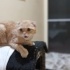 Oğlumuz Cemil yeni yuvasını arıyor fotoğraf