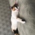 Cok acil yuva….!! fotoğraf