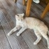 İzmitte dağda kurtarılan kedi fotoğraf