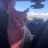 İzmitte dağda kurtarılan kedi fotoğraf