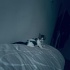Sevimli bonbon🐾💕ömürlük sevgi dolu yuvasını bekliyor fotoğraf