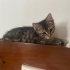 Sevecen 💞fındık🐾ömürlük yuvasını bekliyor 🐾 fotoğraf