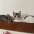 Sevecen 💞fındık🐾ömürlük yuvasını bekliyor 🐾 fotoğraf
