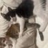 Mırmır🐾🤍🖤ömürlük yuvasını arıyor 😻🐾😻 fotoğraf