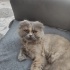 Kedi lina ücretsiz sahiplendirme