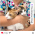 Calico Kardeşler Şans & Kısmet  Yuva Arıyor 🧡 fotoğraf