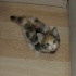 İnsan Canlısı Calico Bebek