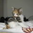 İnsan Canlısı Calico Bebek fotoğraf