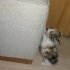 İnsan Canlısı Calico Bebek fotoğraf