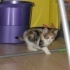 İnsan Canlısı Calico Bebek fotoğraf