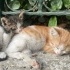 İnsan Canlısı Calico Bebek fotoğraf