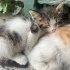 İnsan Canlısı Calico Bebek fotoğraf