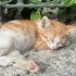 İnsan Canlısı Calico Bebek fotoğraf