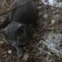 Sahiplendirilecek british kedi