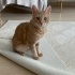 Eşi benzeri olmayan tatlış Halligcan 🐈