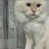 Mavi gözlü behlülümüz