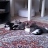 4 Tane Çok Tatlı Yavru Kedi fotoğraf