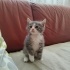 4 Tane Çok Tatlı Yavru Kedi fotoğraf
