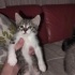 4 Tane Çok Tatlı Yavru Kedi fotoğraf