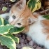 Yuvam olur musun?? fotoğraf