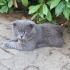 SOKAĞA BIRAKILDIĞINI DÜŞÜNÜYORUZ, YENİ KALICI YUVASINI ARIYOR BRITISH SHORTHAIR fotoğraf