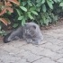 SOKAĞA BIRAKILDIĞINI DÜŞÜNÜYORUZ, YENİ KALICI YUVASINI ARIYOR BRITISH SHORTHAIR fotoğraf