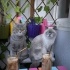 Beyaz british short hair ve gri british kedi sahiplendirme Bursa içi