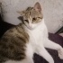 disi kisir kedi acil yuva ariyor