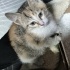 Acil yuva aranıyor fotoğraf