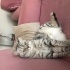 Britşh erkek kısır kedi
