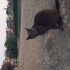 Ücretsiz Cins Kedi