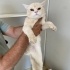 Ücretsiz Cins Kedi