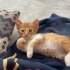 Karamel tüylü sarman bi bebekkk fotoğraf