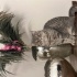 Scottish cinsi dişi kedi sahiplendirilmek isteniyor
