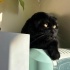 Schotish fold siyah kedi