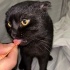 Schotish fold siyah kedi fotoğraf