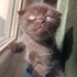 Schotish fold siyah kedi fotoğraf