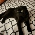 Schotish fold siyah kedi fotoğraf