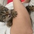 Kavuncuk, Cana yakın, sevecen ve oyuncu bir kedi fotoğraf