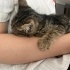 Kavuncuk, Cana yakın, sevecen ve oyuncu bir kedi fotoğraf