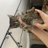 Kavuncuk, Cana yakın, sevecen ve oyuncu bir kedi fotoğraf