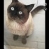 Oscar 1.5 2 yaşında British erkek fotoğraf