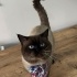 Oscar 1.5 2 yaşında British erkek fotoğraf