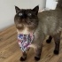 Oscar 1.5 2 yaşında British erkek fotoğraf